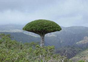 2dragon_blood_tree_galleryfull.jpg